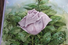 Rose Original Watercolor Painting Pale Pink Purple Garden Flowers After Rain Art