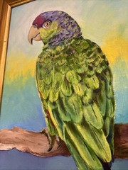 Framed Paint On Canvas Art Of A Parrot Signed By Artist. B. Carswell 16”-19”