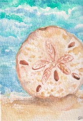 Original ACEO Sand Dollar Shell Watercolor Painting Ocean, Beach Sharon Foster