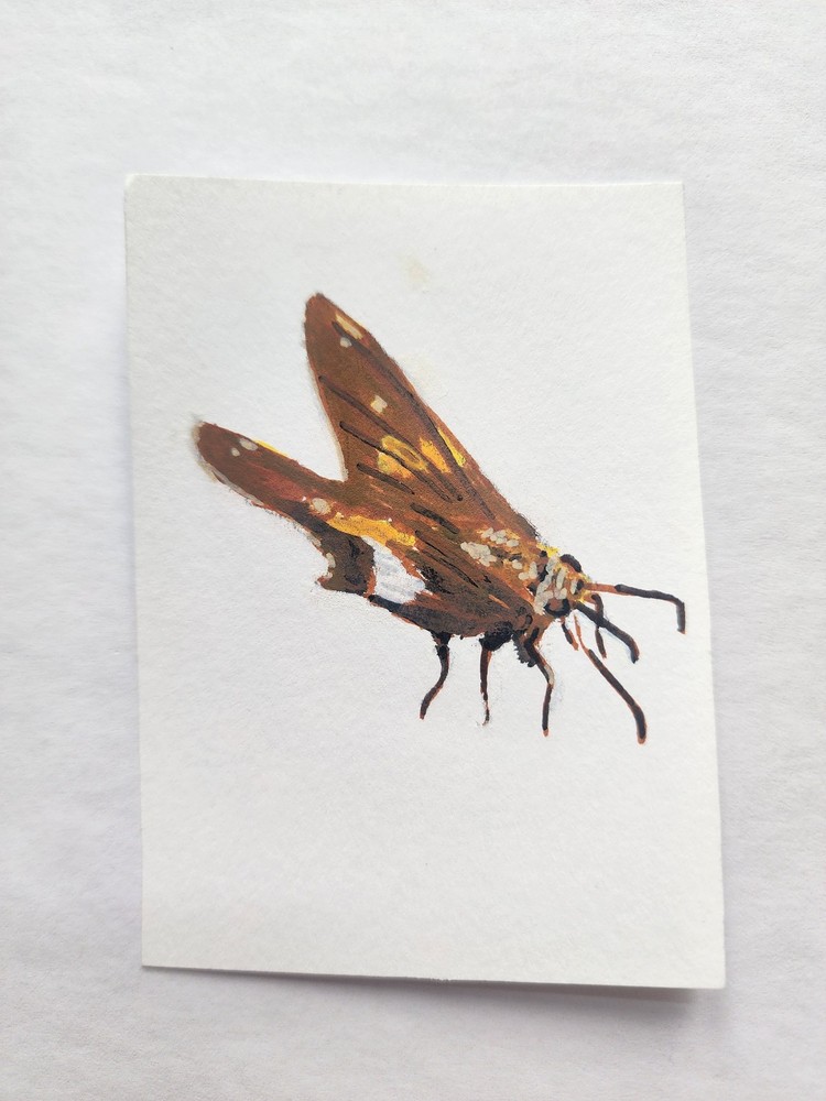 ACEO Original Acrylic Painting Silver Spotted Skipper Butterfly by Kiva