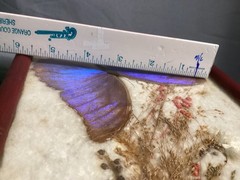 Vntg 1950’s Real Iridescent Blue Morpho Diedus Butterfly Original Bamboo Frame