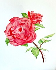 Rose Red Flower Watercolor Original Painting