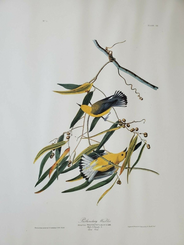 Audubon Offset Lithograph „Prothonotary Warbler“ 39 1/2“ x 26 1/2″