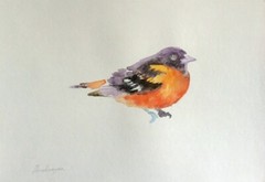 Orchard Oriole, Birds, Watercolor artwork, Handmade, Original painting on paper