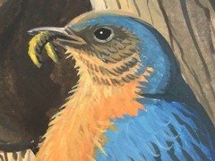 John S Eberhardt, Wildlife Artist, Signed Original Watercolor Bluebird Painting
