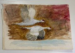 “(Sandhill) Cranes In Flight” Original Watercolor-Artist Douglas Polk 1/1