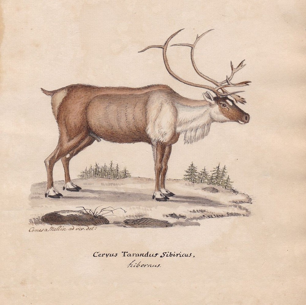 1800 Reindeer reindeer race caribou original watercolor watercolor drawing