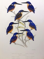 GEORGE F. SANDSTROM Azure Kingfishers ORIGINAL ILLUSTRATION John DuPont Estate