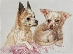 Chihuahuas Dogs portrait,pet lover best gift,Original Colored Pencil Drawin10x8″