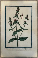 Bonelli Giorgio Hortus Romanus juxta Hand painted Print Italy Rome 1772-93