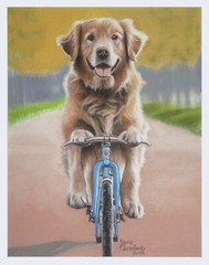 Animal Artwork #164 Pastel Painting Golden Retriever Riding a Bicycle