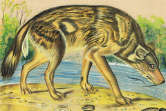 Indian Miniature Painting Of Wild Jackal – Animal Art On Paper 8.5×6.5 Inches