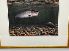 Sporting Painting Sea Trout Nearly Hooked The Silver Zulu Fly By Roger McPhail