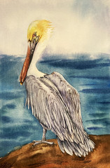Original Watercolor Brown Pelican Bird Painting Coastal Wildlife Wall Art