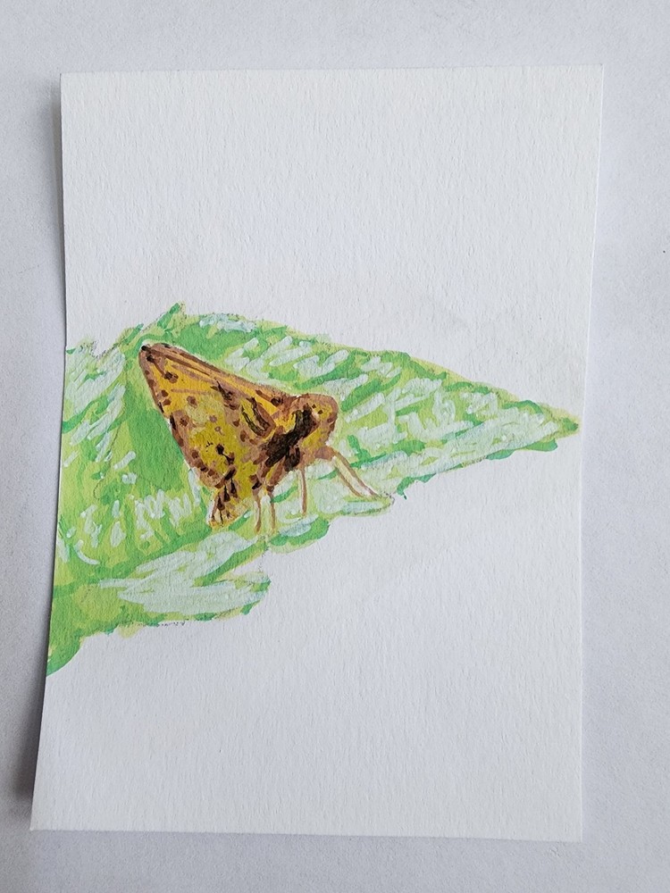ACEO Original Acrylic Painting Zabulon Skipper Butterfly on Leaf by Kiva