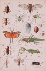 Josef Fleischmann (Illustrator / Brehm’s „Life of Animals“) watercolor, c1900(m)
