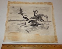 ORIGNAL VINTAGE SIGNED BARBARA BACKSTROM HOODED MERGANSER DUCKS ARTWORK PAINTING