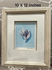 Two Watercolor Painting Seashells Framed Wall Hanging