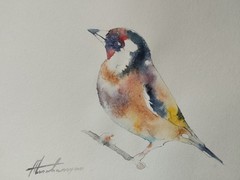Goldfinch, Birds, Watercolor artwork, Handmade, Original painting on paper