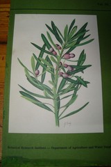 G Gillian Condy Botanical Water color painting Art work Yellow wood tree + Book