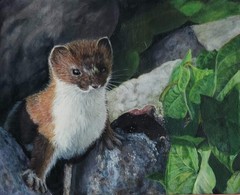 Original Painting Realistic Art 10 x 8 Weasel Canvas Board