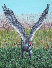 Sandhill Crane Taking Off Wildlife Bird Painting. Beautiful Original Art 16×12
