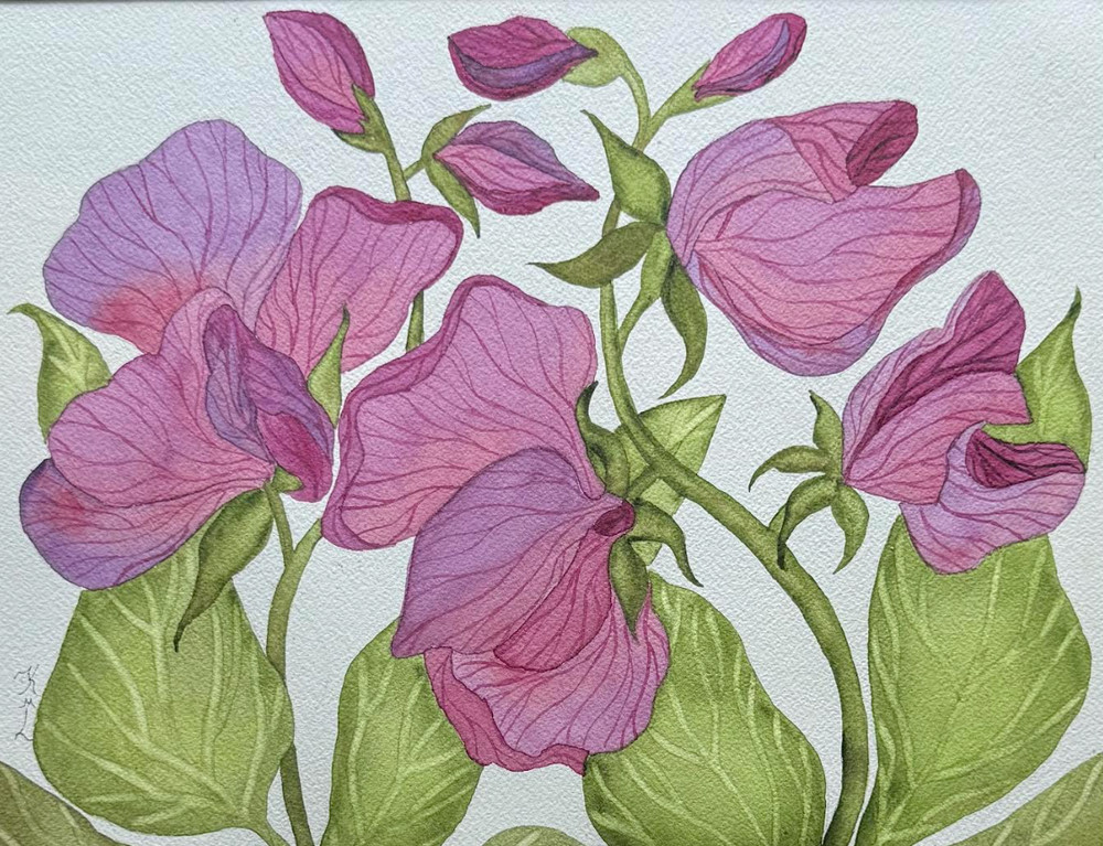 PAINTING WATERCOLOR 11X14 & MAT 16X20 FLOWER SWEET PEA VIOLET PURPLE MAROON