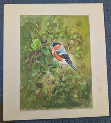 Fine Bird Watercolor Painting 9 1/2″ x 11 1/2″ Gillien Whitaker Bullfinch