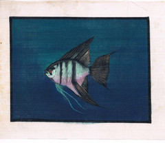 Handmade Painting Of Angel-fish Of Curacoo on Silk Cloth 9×7 Inches