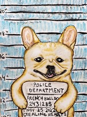 French Bulldog Mugshot Original Pastel Painting 9×12 Dog Art Artist KSams