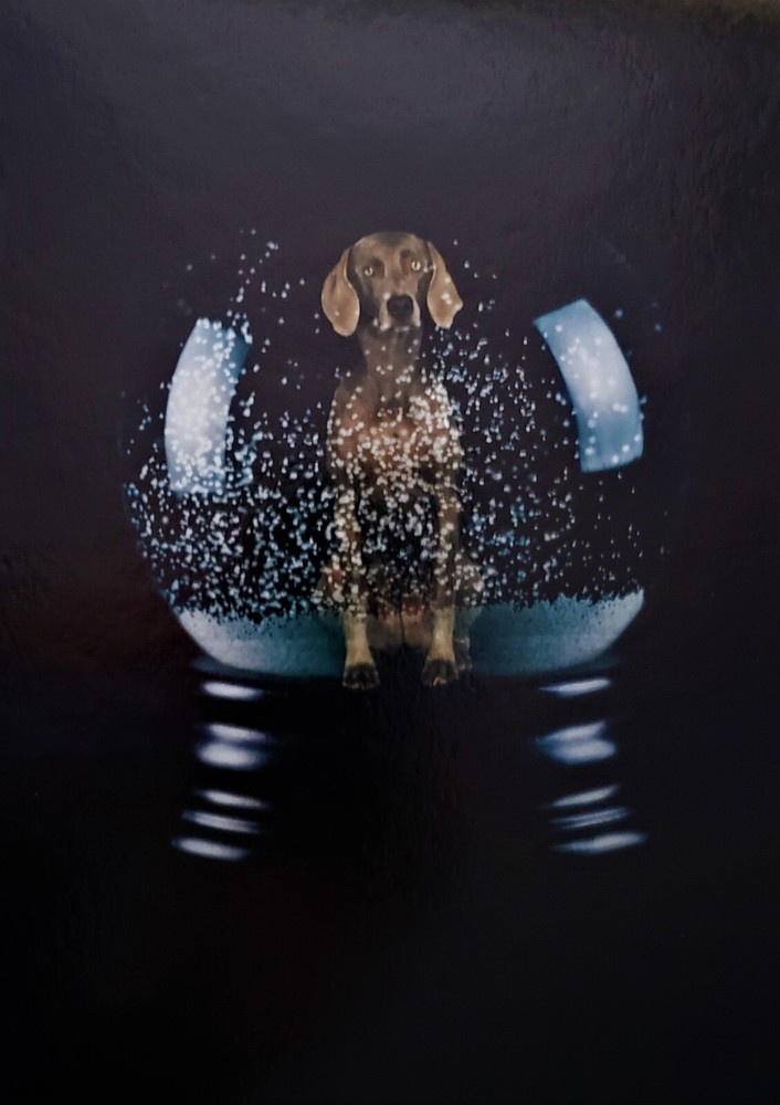 William Wegman “Sno Glo” (SIGNED photography Ltd. to only 100 copies: 10x8in)