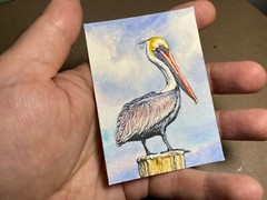 Watercolor Painting Pelican SeaBird Bird ACEO Art