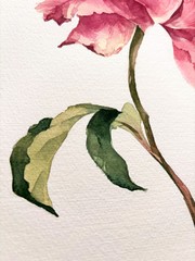 Original Watercolor Painting „Peony Bloom“21×30 cm,8.3×11.7 in