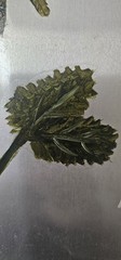 Metal Red Long Stem Rose 18×17 „Everlasting Rose“ Oil Painting By Jodi Brown