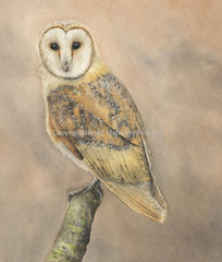 Barn Owl 01 Hand-Painted Watercolor Original, Unframed