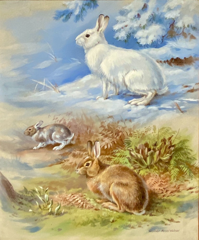 Orig Wildlife Art Painting Snowshoe Hare Seasonal Change by Walter Weber, Signed