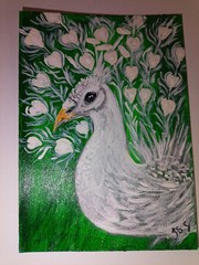 ACEO original white rare peacock bird painting 2.5×3.5 by Jayne
