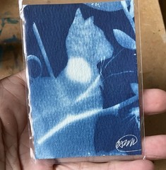 ACEO Original Cyanotype Cat Art Miniature painting nature Artwork surrealism USA