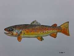 Brown Trout Original watercolor 8″x10″ in 11″x14″ acid free Matt