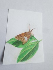 ACEO Original Acrylic Painting Silver Spotted Skipper Butterfly on Leaf by Kiva