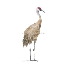 Sandhill Crane 04 – 8″x10″ Giclee Print of Hand-Painted Watercolor, Unframed