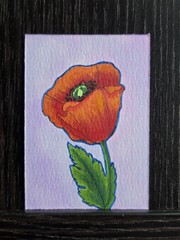 Poppy – Original art ACEO Alcohol Marker miniature painting By AliArtThings
