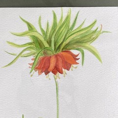 VTG Signed Botanical Watercolor Fritillaria Flower Study B Westbrook Dated 1998