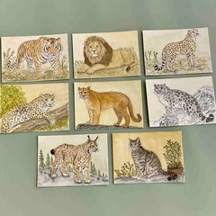Original ACEO – Tiger – Watercolor Painting Big Cat Art Card (Felidae Series)