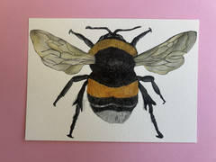Art Print Sawyer Crane 5 x 7 Bumble Bee Insect Watercolor Painting