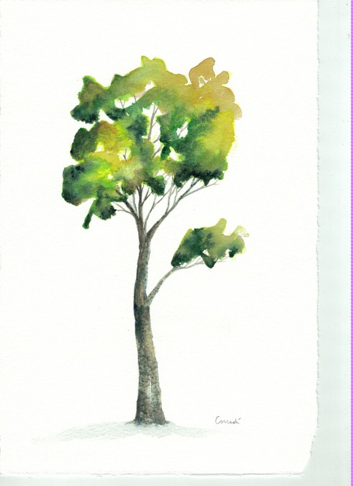 watercolour original by Italian artist Corradi – painted on 100% cotton paper