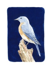 Blue Bird Watercolor and Gouache Painting, signed, Original 6×9 inches