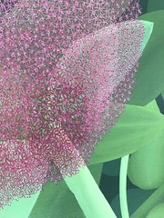 „SEDUM“, acrylic on linen, 26″ x 32″, 2007/2019, Crassulaceae, sedum, sedeae