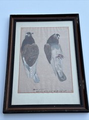 ANTIQUE VINTAGE PAINTING BIRDS PIGEON SPECIMEN SIGNED MYSTERY ARTIST NATURE