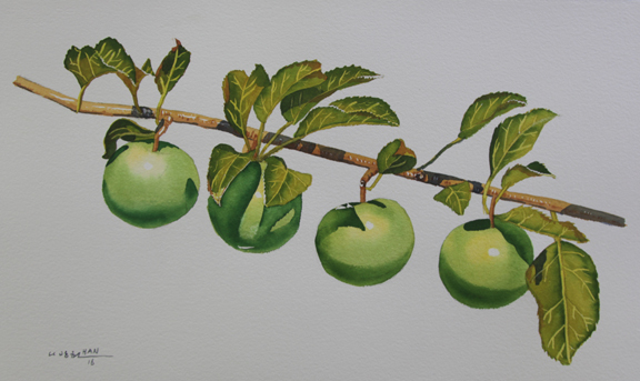 Green Apple 3, Fruit, Original Watercolor Painting, Signed, Art, 30×19 inches